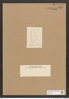 Diatomeae indet. Zeichnungen Sammlung Grunow Nr. 3275 (NHMW-BOT-W0370754)
